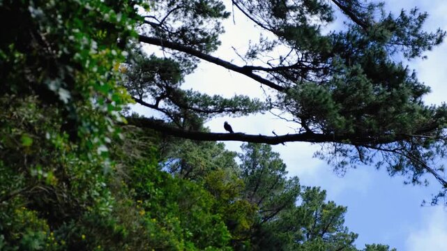 Putangitangi Paradise Shelduck on tree branch calling for bird mate in Zealandia Te Māra a Tāne, Wellington New Zealand Aotearoa