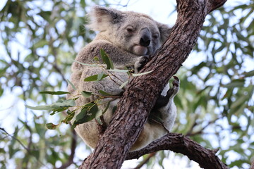 A Koala sits in a tree on Magnetic Island, Australia