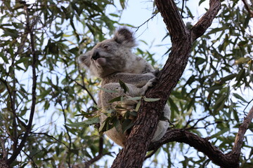 A Koala sits in a tree on Magnetic Island, Australia