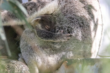 A wild Koala and its baby sitting in a tree  Queensland Australia