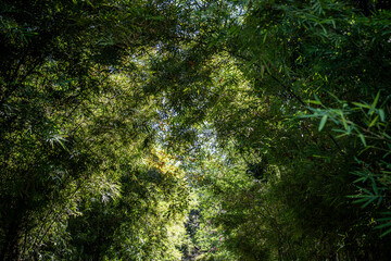 Sunlight filters softly through layers of lush bamboo leaves, creating a natural ceiling of green...