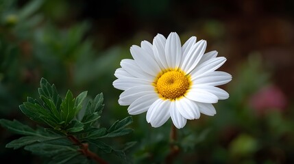 Obraz premium A beautiful white daisy with a vibrant yellow center blooms in a lush garden setting
