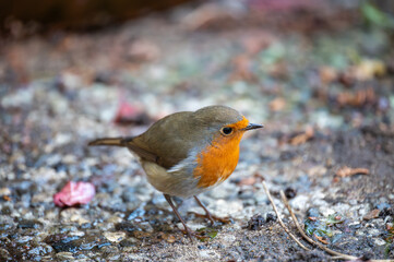 Rotkehlchen auf Futtersuche