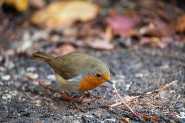 Rotkehlchen auf Futtersuche