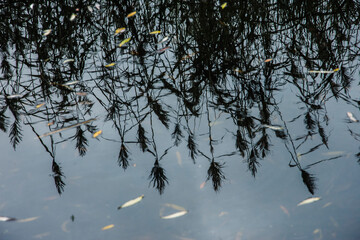 reflections of reeds on the surface of a pond in nature reserve Kruisbergse Bos