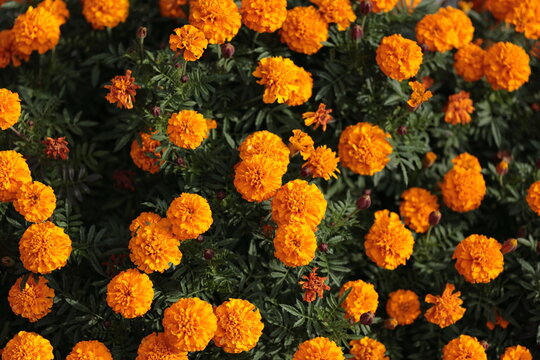 真上から俯瞰したマリーゴールドの花