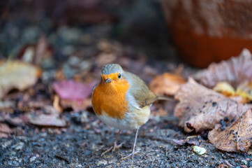 Rotkehlchen auf Futtersuche