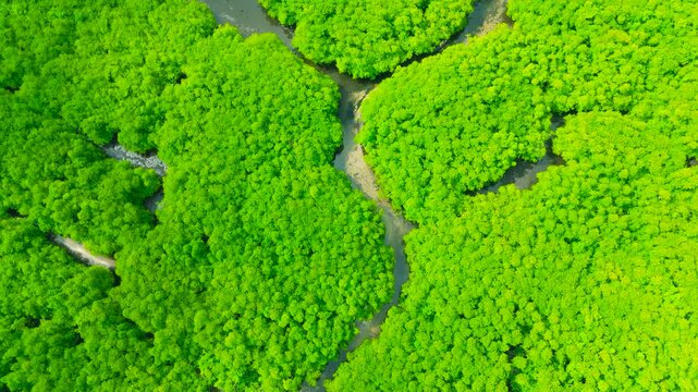 Aerial view of dense green mangrove forest featuring winding waterways and numerous trees, Sundarbans, India.