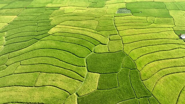Aerial view of the lush green and yellow rice paddies, creating a patchwork quilt across the landscape, Naogaon, Rajshahi Division, Bangladesh.