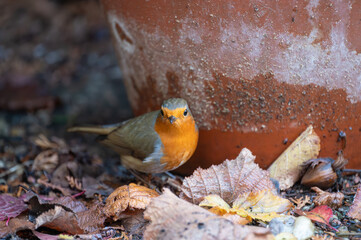 Rotkehlchen auf Futtersuche