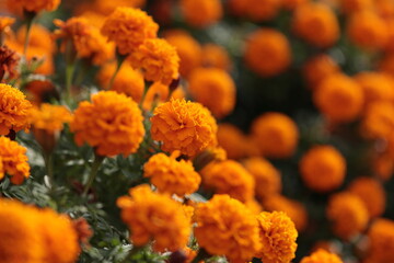 オレンジ色が鮮やかなマリーゴールドの花