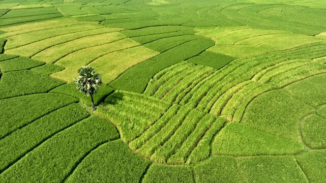 Aerial view of lush green fields, patterned with varied crops, and a single tree standing tall, creating a vibrant patchwork of agriculture, Naogaon, Rajshahi Division, Bangladesh.