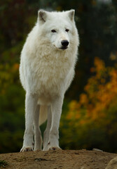 Portrait of Arctic wolf in autumn