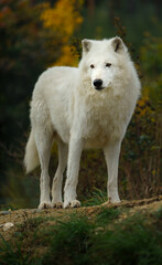 Portrait of Arctic wolf in autumn