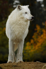 Portrait of Arctic wolf in autumn