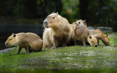 Portrait of Capybara in zoo