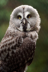 Great grey owl on branch
