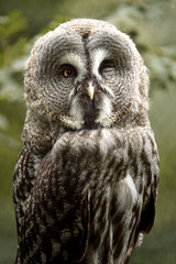 Great grey owl on branch