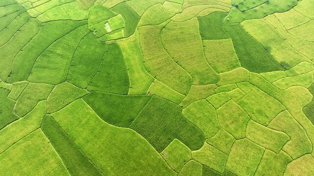 Aerial view of vibrant green paddy fields creating a patchwork quilt of agricultural land, showcasing nature's beauty, Naogaon, Rajshahi Division, Bangladesh.