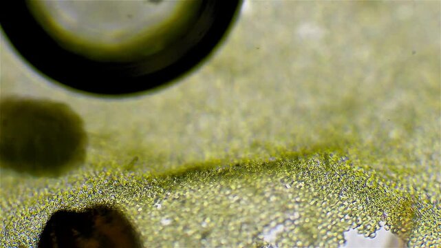 Sea planktons - Copepods, Microscope magnification 20x