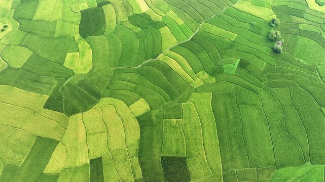 Aerial view of vibrant rice paddies creating a patchwork quilt of greens and yellows intersected by winding paths in Naogaon, Rajshahi Division, Bangladesh.