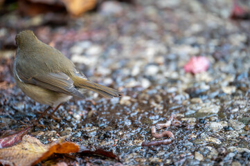 Rotkehlchen auf Futtersuche