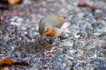 Rotkehlchen auf Futtersuche