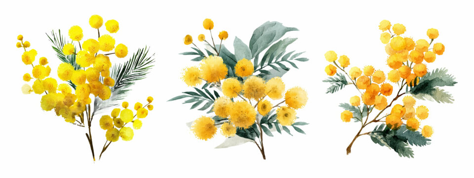 Watercolor mimosa flower set with yellow blossoms and green leaves. Spring acacia bouquet illustrations, wreath frames and floral patterns isolated on white background for March celebration.