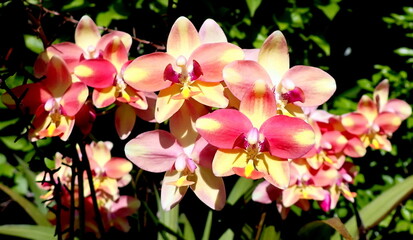 Laos floral and temples