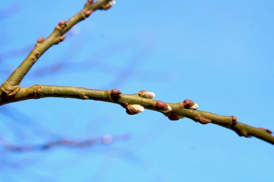 Close-up of tree buds in early spring