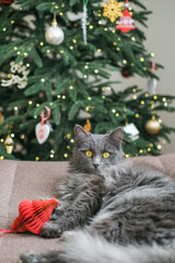 Beautiful fluffy gray cat lies on sofa with red Christmas tree ornament, looking straight into the camera, against the backdrop of decorated tree