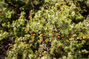 Ripe juniper berries upon the sunlit evergreen shrub, captured close up within warm daylight