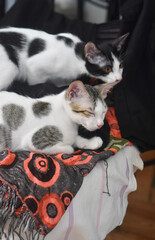 a super cute cat lying on the bed sleeping
