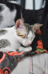 a super cute cat lying on the bed sleeping