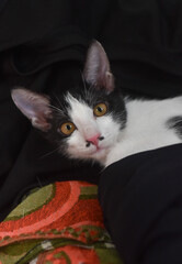 a super cute cat lying on the bed