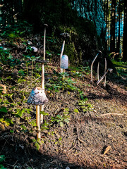 Wild mushrooms growing on a forest slope in soft evening light. Tall shaggy ink cap fungi stand among moss, leaves and tree roots, creating a natural woodland scene with rich textures and earthy tones