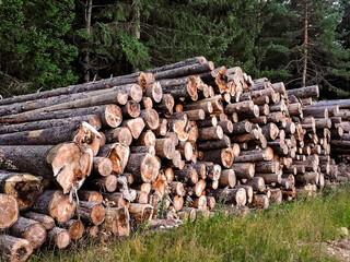 Pile of freshly cut logs stacked at the edge of a dense coniferous forest. Natural woodland scene with timber ready for processing. Rustic outdoor atmosphere with green trees and soft evening light.
