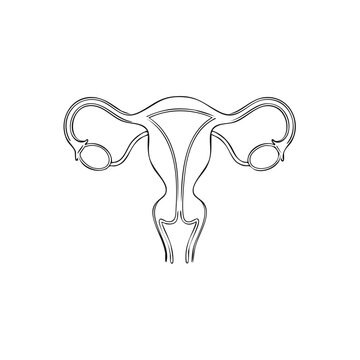 Line Drawing of Female Reproductive System Uterus Ovaries Fallopian Tubes Anatomy