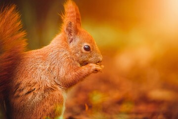 A furry squirrel enjoys snack outdoors