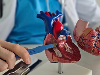 Hand of doctor cardiologist with scalpel anatomy of heart. Cardiac surgery heart transplant concept
