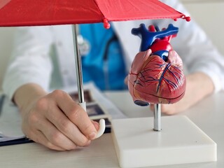 Model of a human heart being studied under a red umbrella