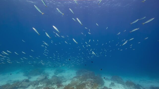 A school of silver fish swim towards camera from open blue water