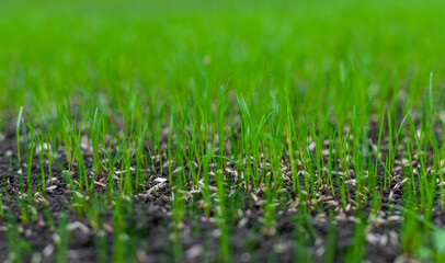 Obraz premium Young lawn grass has sprouted. Selective focus.