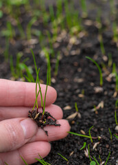 Obraz premium Young lawn grass has sprouted. Selective focus.