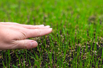 Obraz premium Young lawn grass has sprouted. Selective focus.