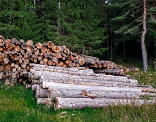 Pile of freshly cut logs stacked at the edge of a dense coniferous forest. Natural woodland scene with timber ready for processing. Rustic outdoor atmosphere with green trees and soft evening light.