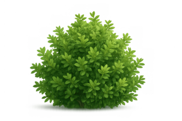 Green garden bush, healthy decorative plant with fresh foliage on transparent background, adding natural element