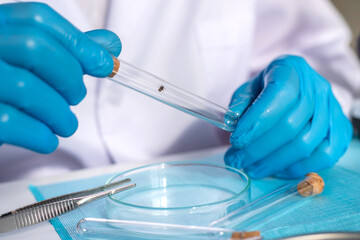 Examine a tick in a lab. Selective focus. © yanadjan