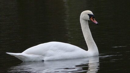 Mute swan on water