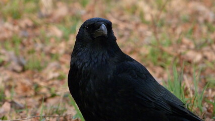 Carrion crow on branch